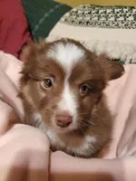 Snowflake, a female Toy Australian Shepherd for sale in Scottsboro, AL – Photo 3 of 5