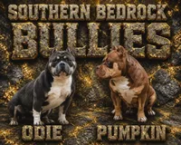 Dayton, a male American Bully for sale in Aiken, SC – 6 of 8