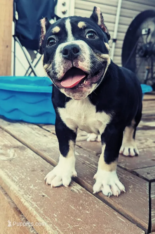 OLIE – American Bully puppy for sale in Aiken, SC