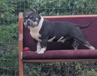 Dayton, a male American Bully for sale in Aiken, SC – 1 of 8