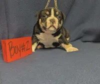 OLIE, a male American Bully for sale in Aiken, SC – 6 of 8