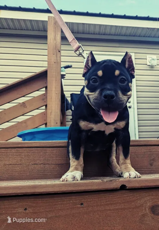 Zena – American Bully puppy for sale in Aiken, SC