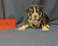 OLIE, a male American Bully for sale in Aiken, SC – 5 of 8
