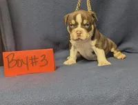 Dayton, a male American Bully for sale in Aiken, SC – 5 of 8
