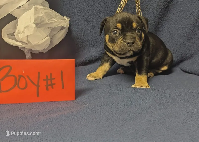 Creed – American Bully puppy for sale in Aiken, SC