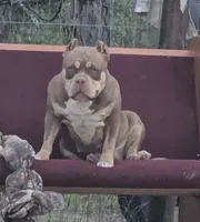 Zena, a female American Bully for sale in Aiken, SC – 2 of 8