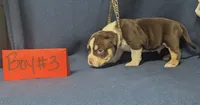 Dayton, a male American Bully for sale in Aiken, SC – 8 of 8