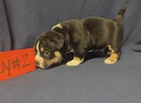 OLIE, a male American Bully for sale in Aiken, SC – 7 of 8