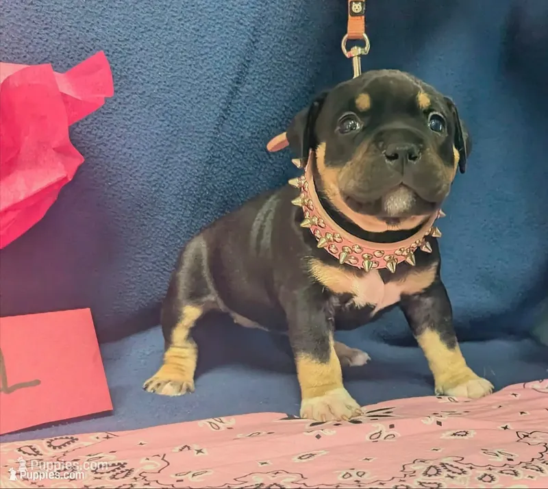 Zena – American Bully puppy for sale in Aiken, SC