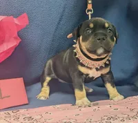 Zena, a female American Bully for sale in Aiken, SC – 8 of 8