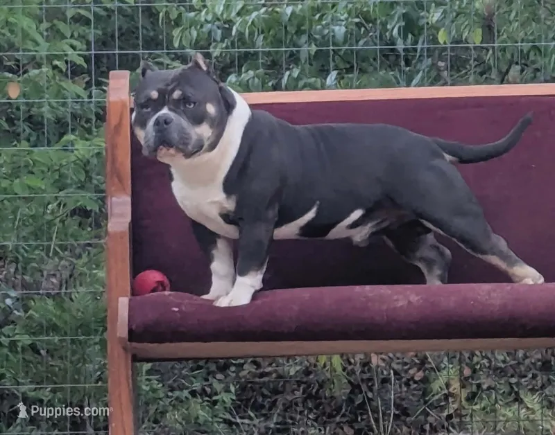 Zena – American Bully puppy for sale in Aiken, SC