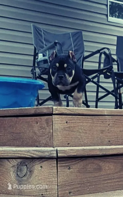 Creed – American Bully puppy for sale in Aiken, SC