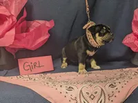 Zena, a female American Bully for sale in Aiken, SC – 7 of 8