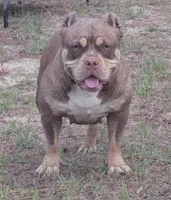Dayton, a male American Bully for sale in Aiken, SC – 2 of 8
