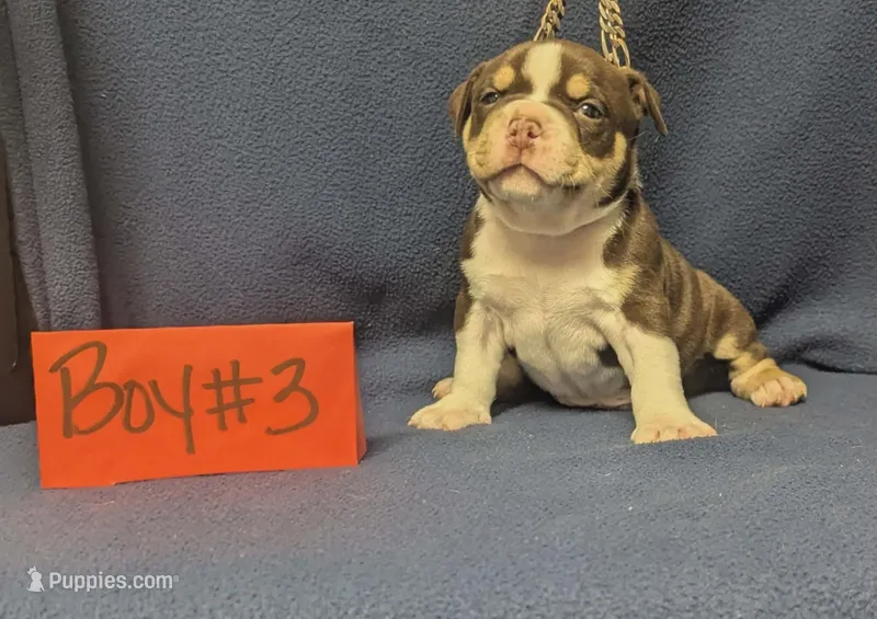 Dayton – American Bully puppy for sale in Aiken, SC