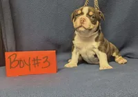 Dayton, a male American Bully for sale in Aiken, SC – 7 of 8