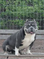 Dayton, a male American Bully for sale in Aiken, SC – 4 of 8