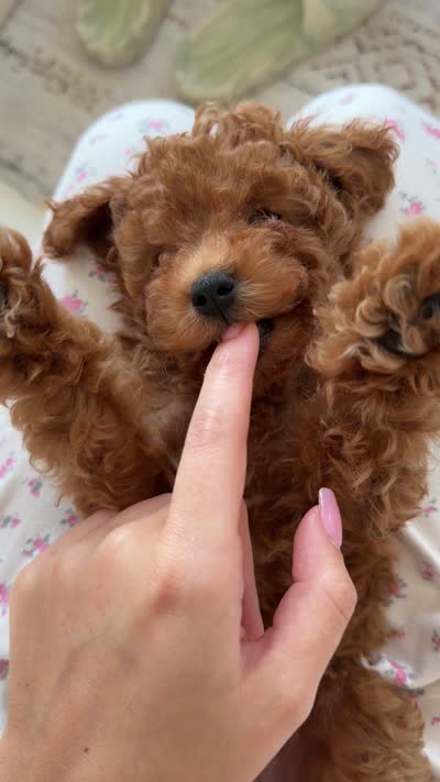 Tokyo, a male Poodle - Toy  for sale in Houston, TX – 4 of 4