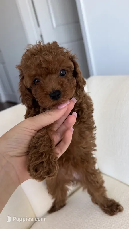 Tokyo – Poodle - Toy  puppy for sale in Houston, TX