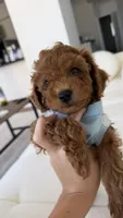 Tokyo, a male Poodle - Toy  for sale in Houston, TX – 2 of 4