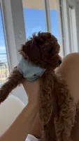Tokyo, a male Poodle - Toy  for sale in Houston, TX – 3 of 4