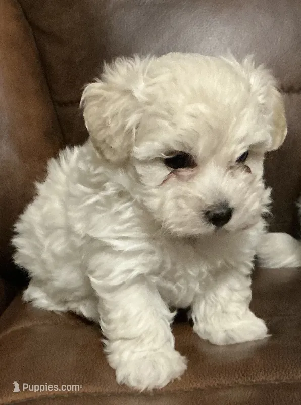 Cream – Maltipoo puppy for sale in Bossier City, LA