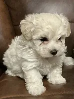 Cream, a male Maltipoo for sale in Bossier City, LA – 1 of 4