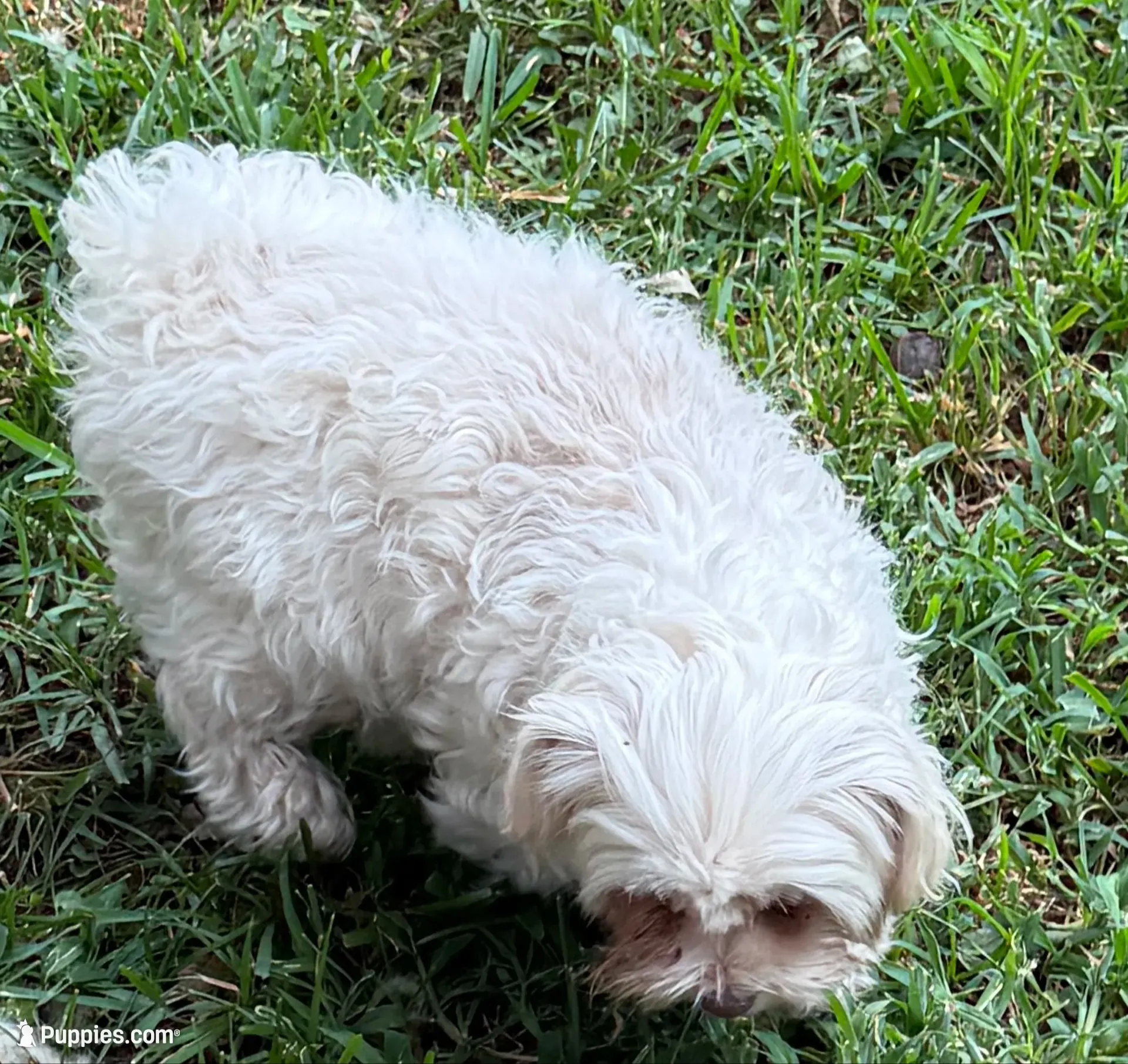 Cream, a male Maltipoo for sale in Bossier City, LA – 4 of 4