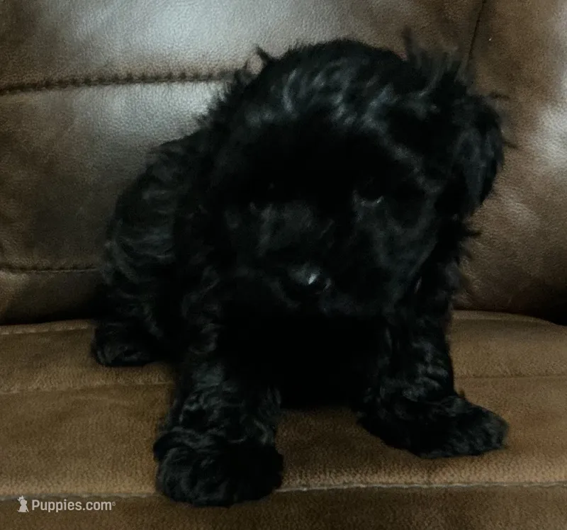 max – Maltipoo puppy for sale in Bossier City, LA