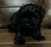 max, a male Maltipoo for sale in Bossier City, LA – 1 of 4