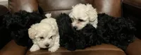 max, a male Maltipoo for sale in Bossier City, LA – 2 of 4