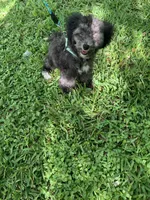 Moto, a male Poodle - Toy  for sale in Houston, TX – Photo 2 of 4