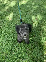 Moto, a male Poodle - Toy  for sale in Houston, TX – Photo 3 of 4