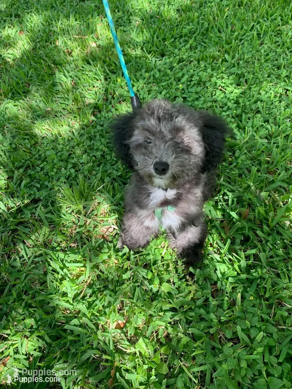 Moto – Poodle - Toy  puppy for sale in Houston, TX