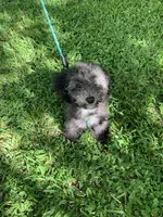 Moto, a male Poodle - Toy  for sale in Houston, TX – Photo 4 of 4