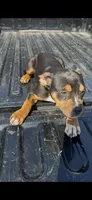 Big girl, a female American Bully for sale in Fort Worth, TX – 2 of 2