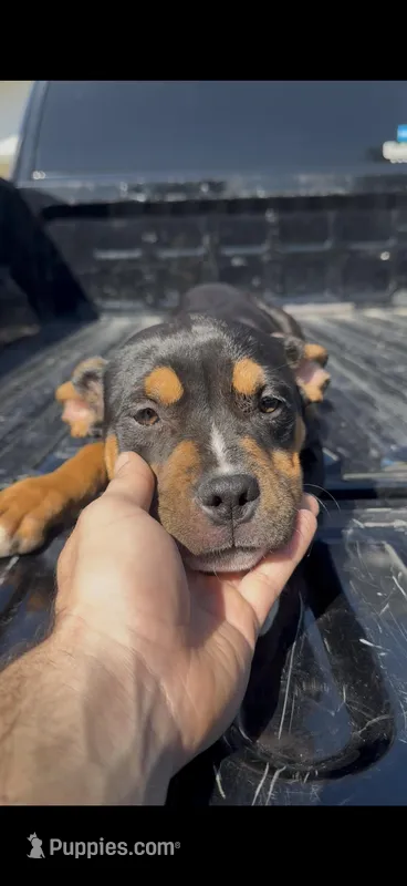 Big girl – American Bully puppy for sale in Fort Worth, TX