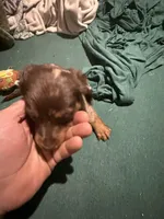 Bell, a female Miniature Dachshund for sale in Callahan, FL – Photo 2 of 2