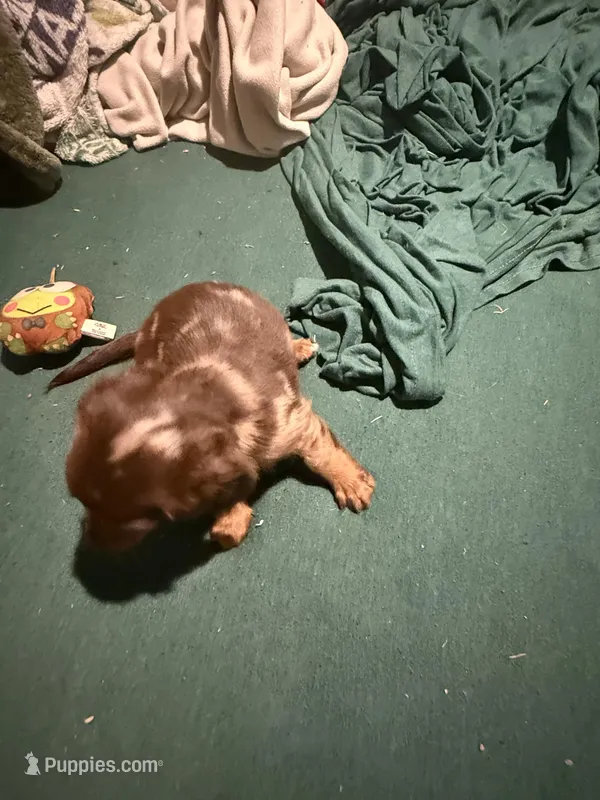 Bell – Miniature Dachshund puppy for sale in Callahan, FL