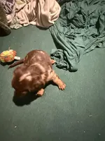 Bell, a female Miniature Dachshund for sale in Callahan, FL – Photo 1 of 2