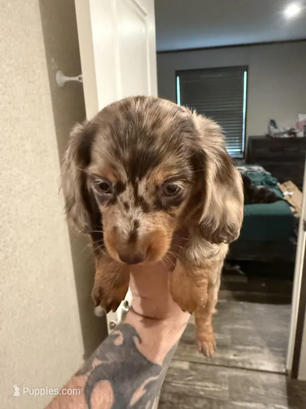 Star – Miniature Dachshund puppy for sale in Callahan, FL