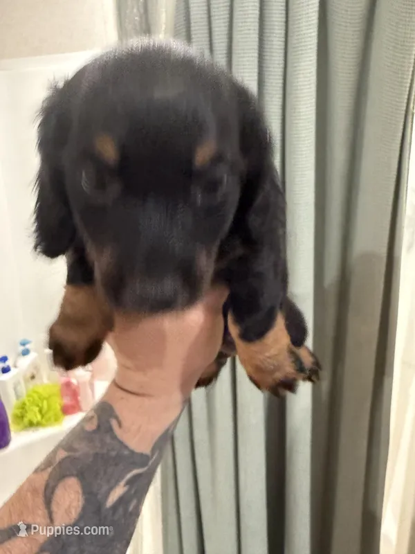 Chase – Miniature Dachshund puppy for sale in Callahan, FL