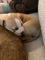 Bagel, a female Siberian Husky and American Pit Bull Terrier for sale in Land O Lakes, FL – Photo 5 of 8