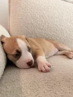 Bagel, a female Siberian Husky and American Pit Bull Terrier for sale in Land O Lakes, FL – Photo 4 of 8