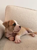 Bagel, a female Siberian Husky and American Pit Bull Terrier for sale in Land O Lakes, FL – Photo 6 of 8