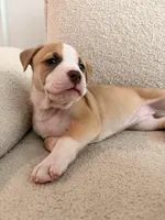 Bagel, a female Siberian Husky and American Pit Bull Terrier for sale in Land O Lakes, FL – Photo 1 of 8