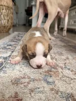 Bagel, a female Siberian Husky and American Pit Bull Terrier for sale in Land O Lakes, FL – Photo 8 of 8