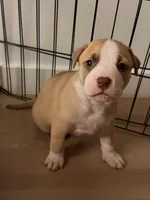 Bagel, a female Siberian Husky and American Pit Bull Terrier for sale in Land O Lakes, FL – Photo 2 of 8