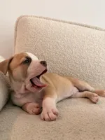 Bagel, a female Siberian Husky and American Pit Bull Terrier for sale in Land O Lakes, FL – Photo 3 of 8