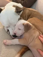 Kobe, a male Siberian Husky and American Pit Bull Terrier for sale in Land O Lakes, FL – Photo 10 of 10